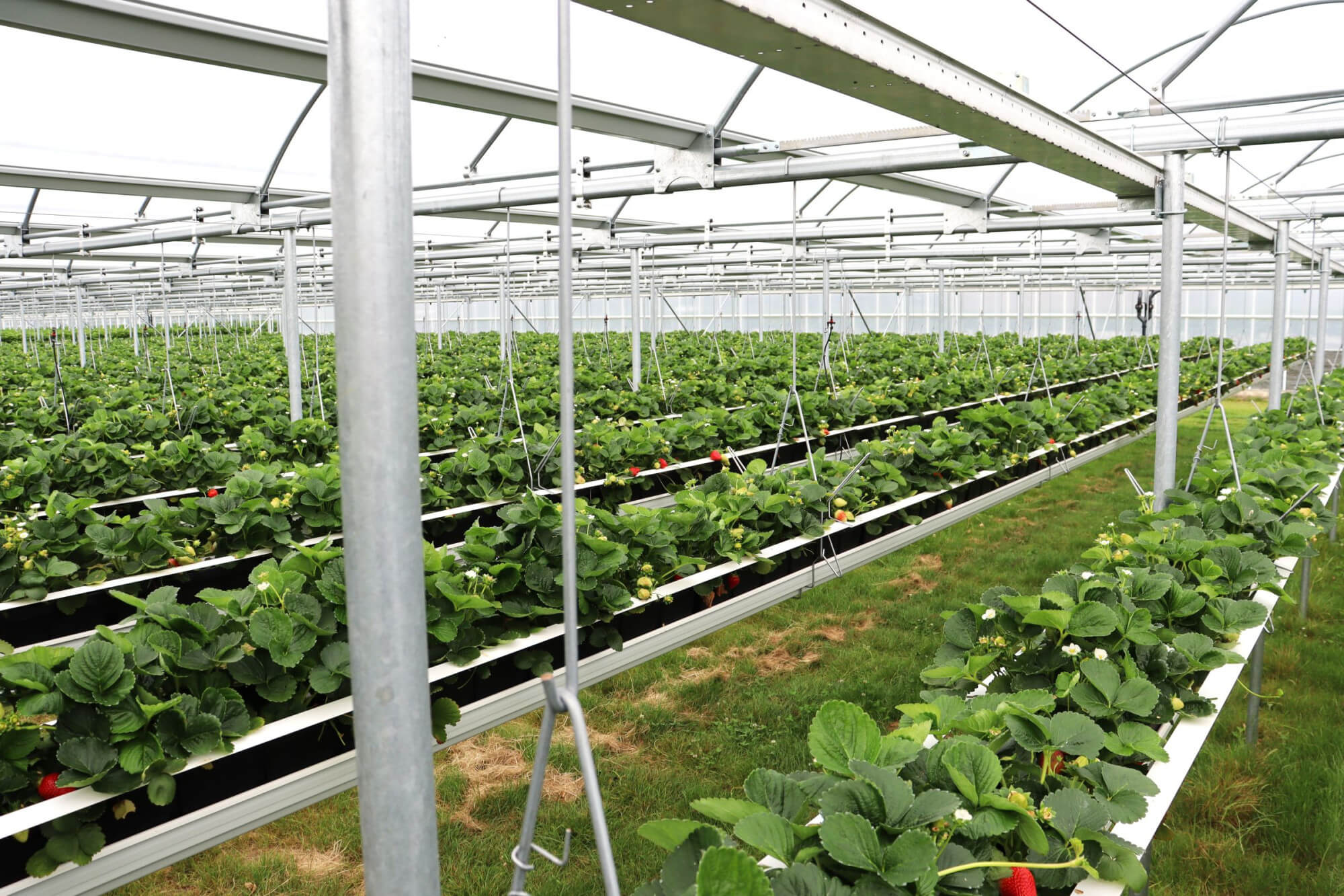 miniairprostrawberrycover.jpg miniairprostrawberrycover.jpg