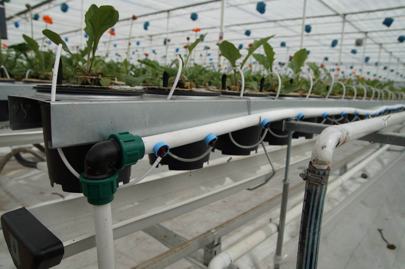 irrigationfloriculture.jpg
