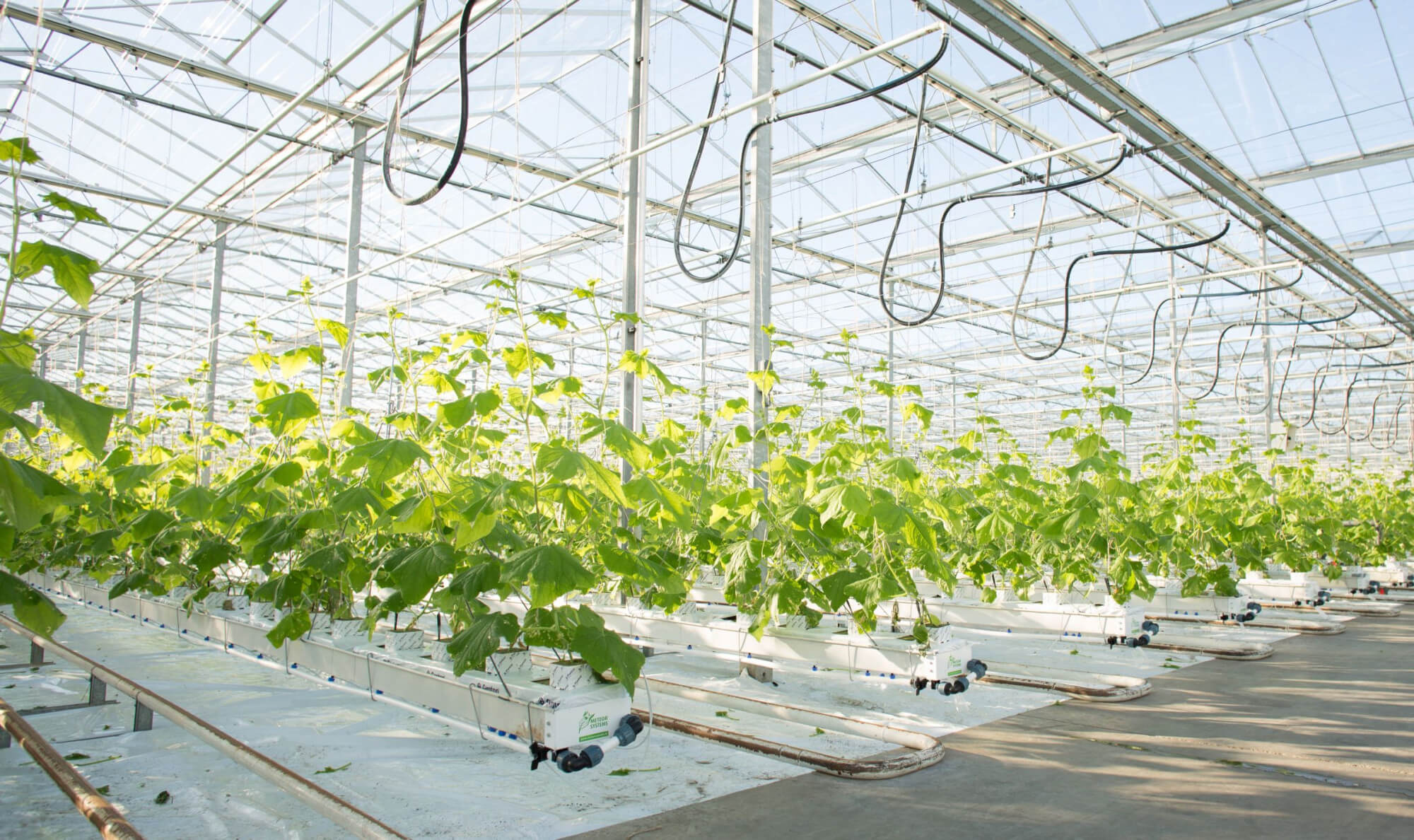 cucumbergrowingsystem
