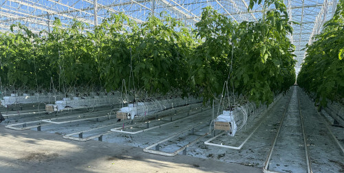tomatogrowingsystempoland