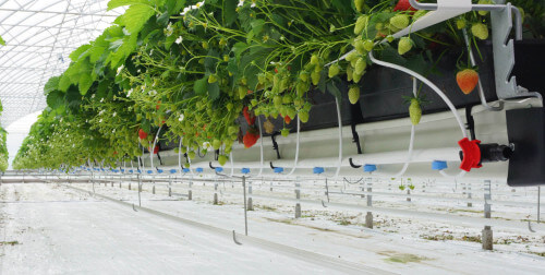 irrigation.jpg irrigation.jpg