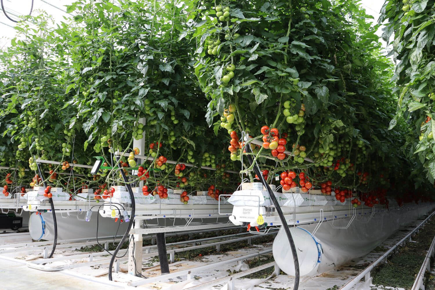 greenhousegrowingsystems