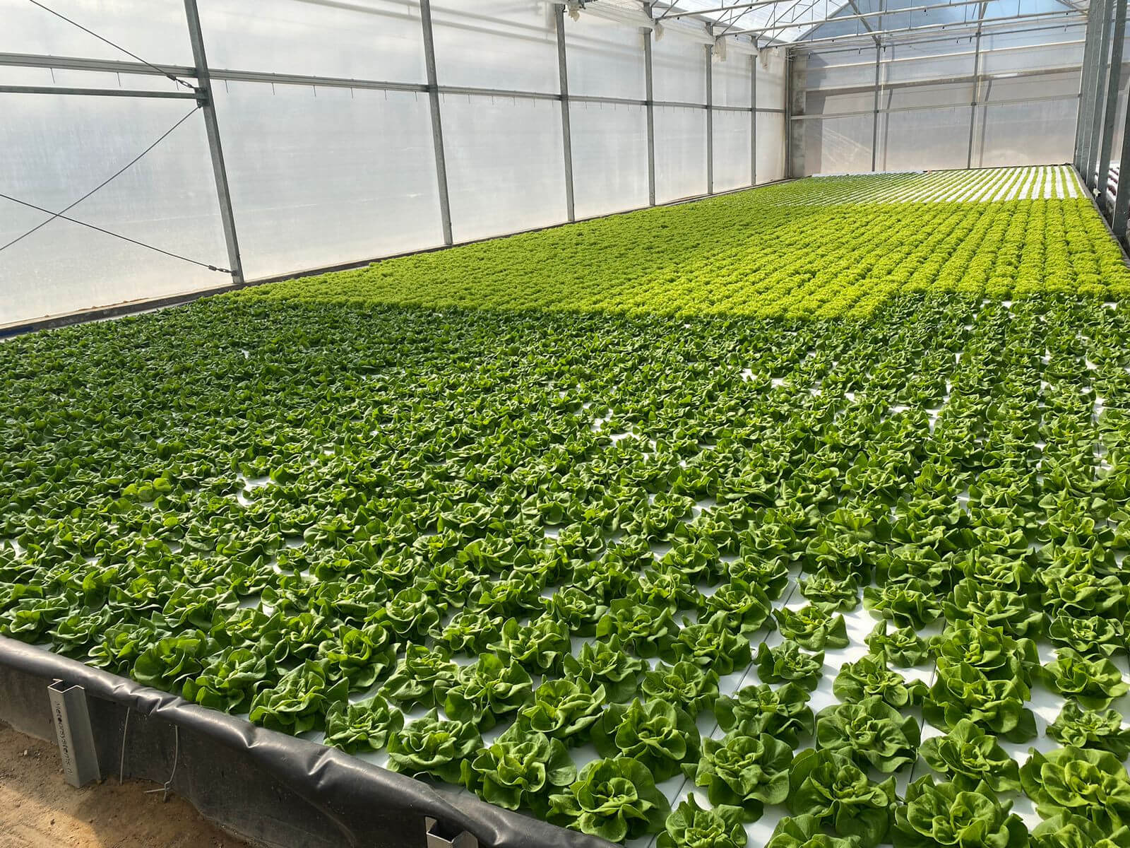 drijver.jpg drijver.jpg