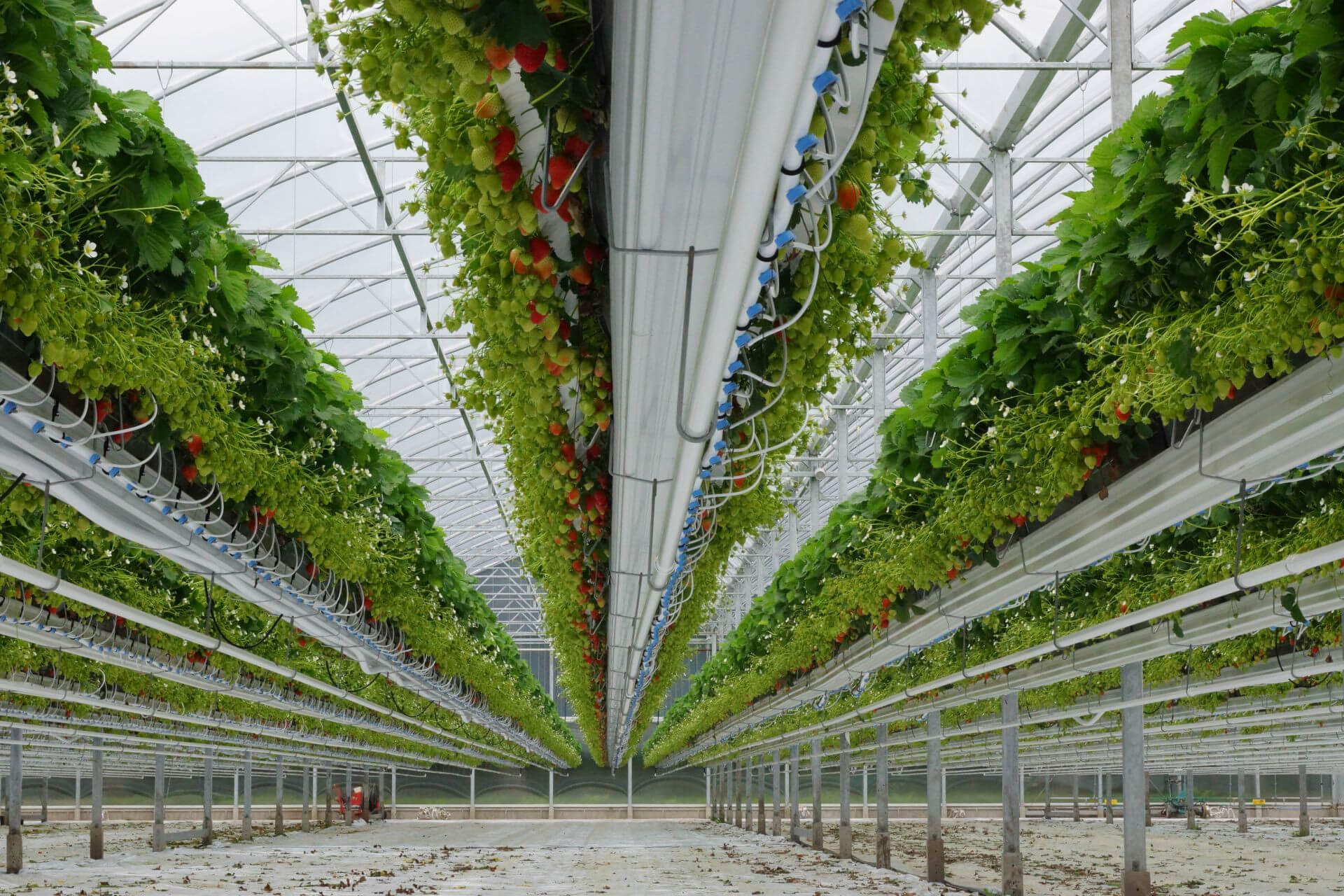 softfruitgrowingsystems.jpg softfruitgrowingsystems.jpg