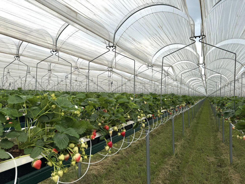 mini-tunnel.jpg mini-tunnel.jpg