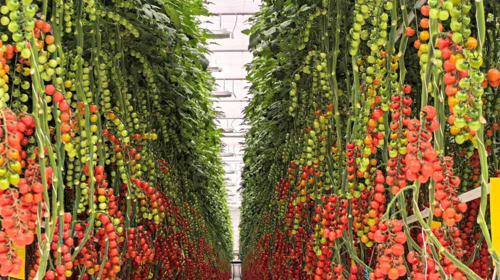 haoyu tomato gutters china (5)