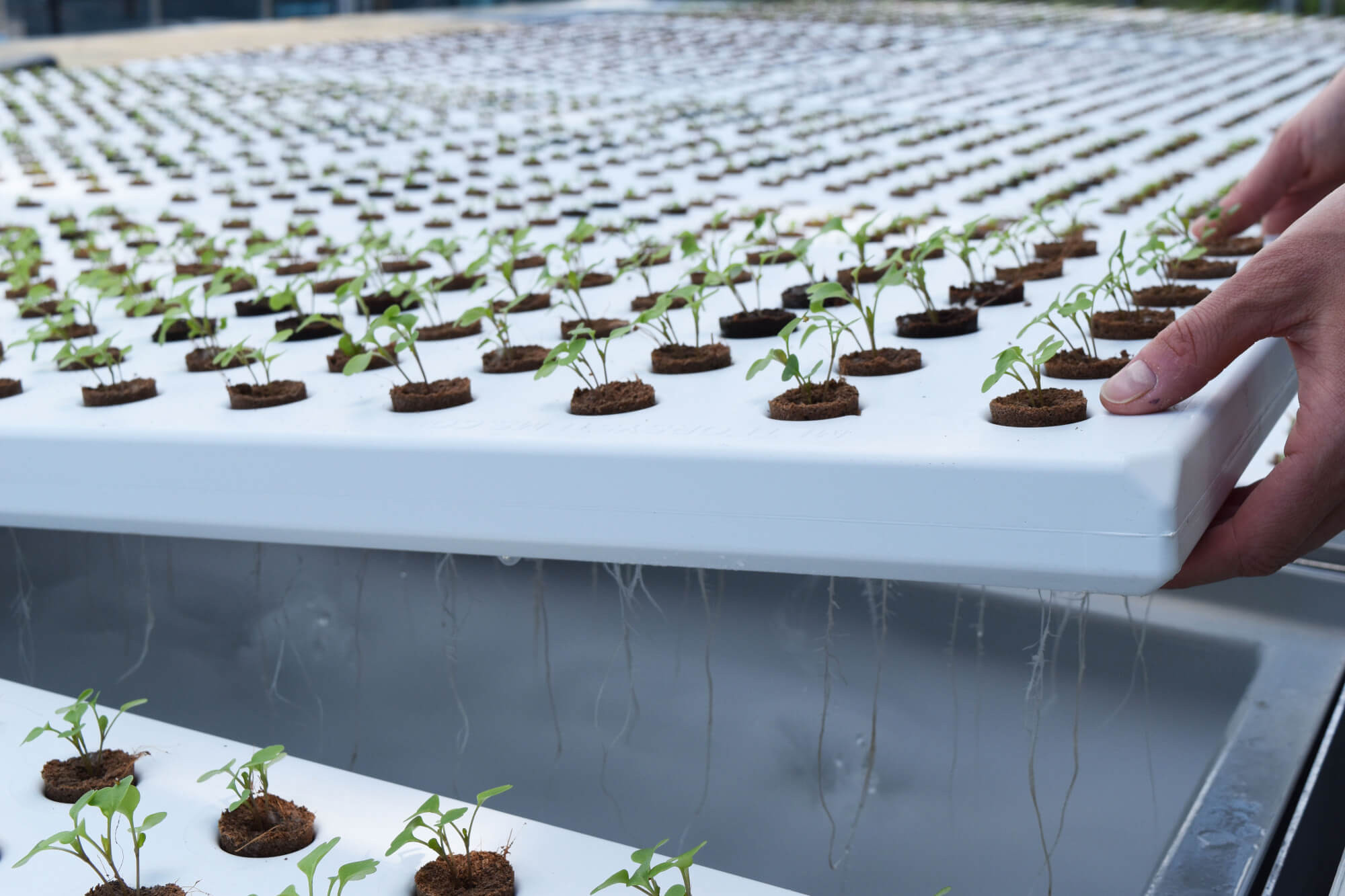 plugsinmeteortrays6.jpg plugsinmeteortrays6.jpg