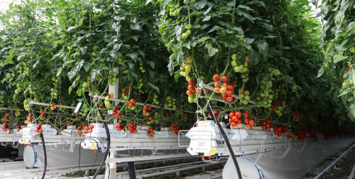greenhousegrowingsystems.jpg