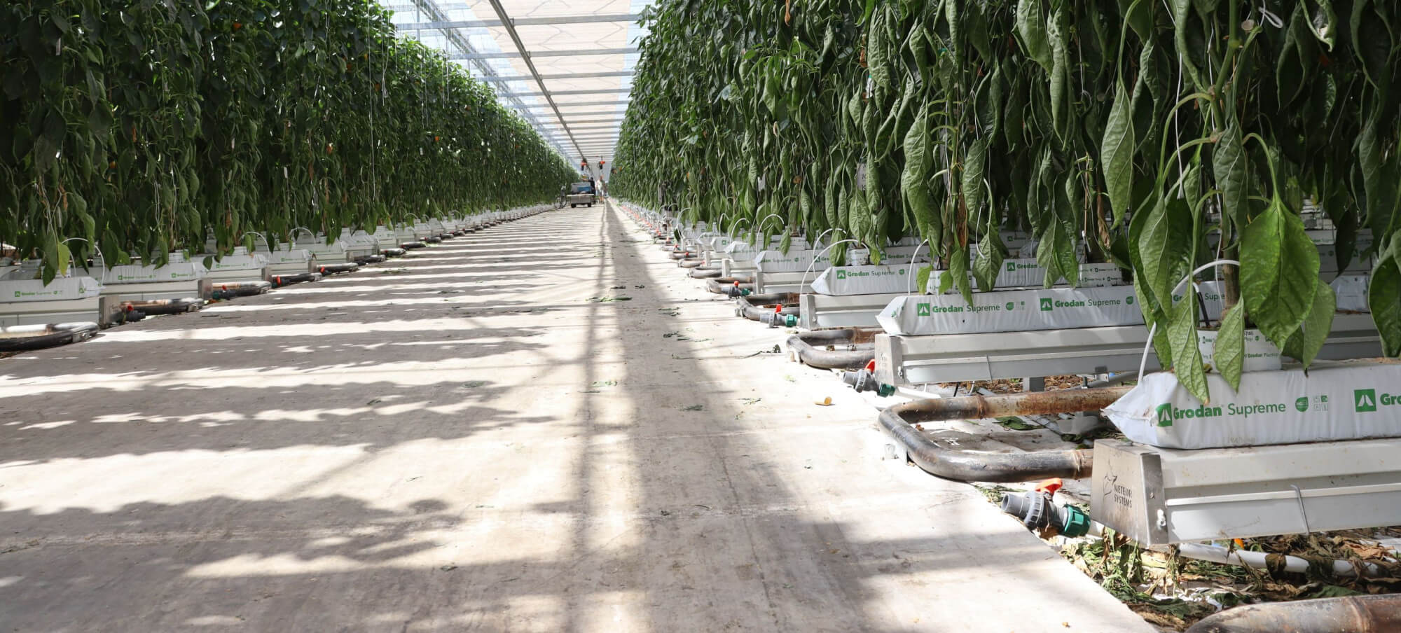 20260624 van der spek paprika (11)