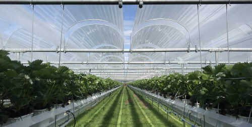 fruitcovers.jpg fruitcovers.jpg