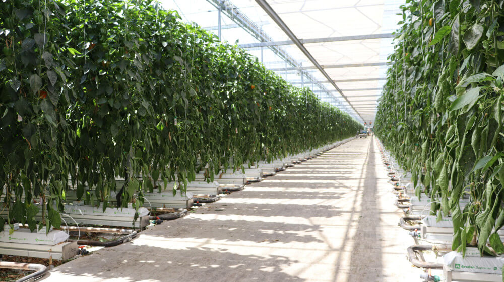 20260624 van der spek paprika (1)