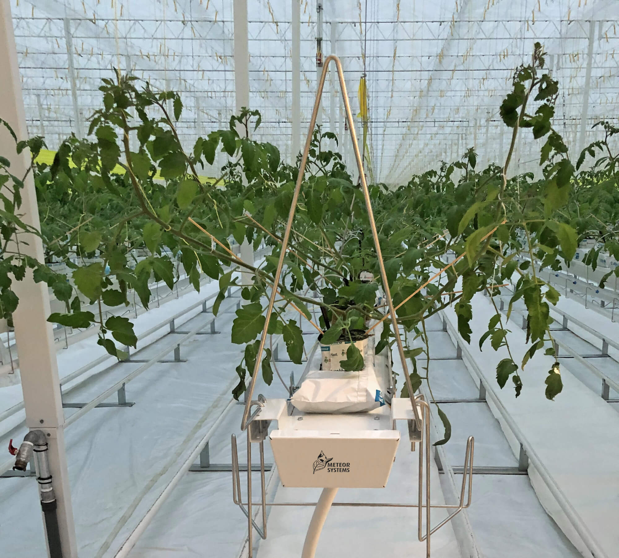 tomaat-gm14-stengelkeerdermetstengeldrager-staleneindkap-buisrailsteunen.jpg tomaat-gm14-stengelkeerdermetstengeldrager-staleneindkap-buisrailsteunen.jpg