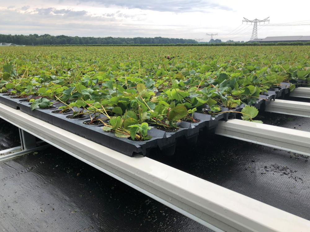 tray-veld-rgb.jpg tray-veld-rgb.jpg