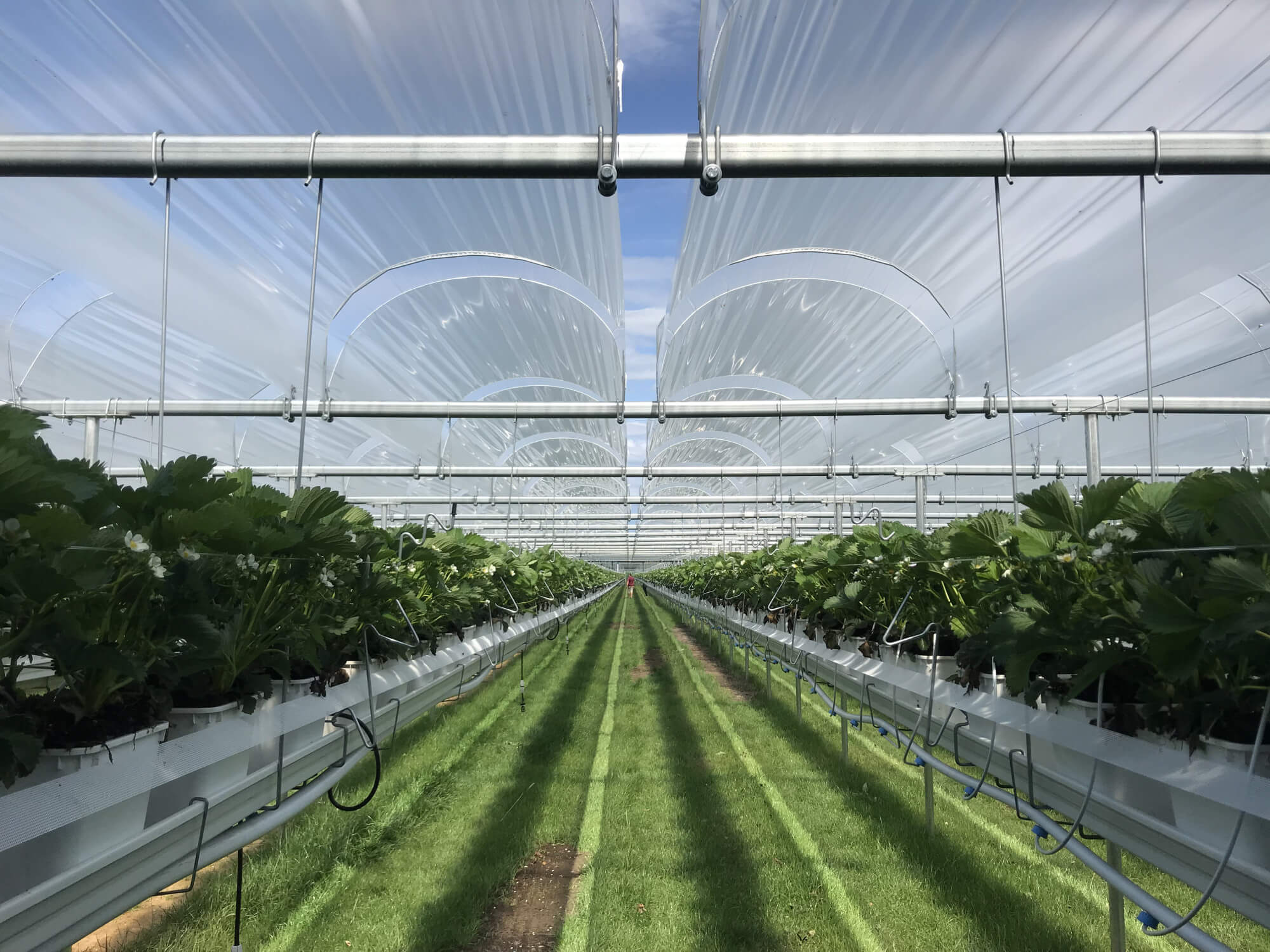 fruitcovers.jpg fruitcovers.jpg