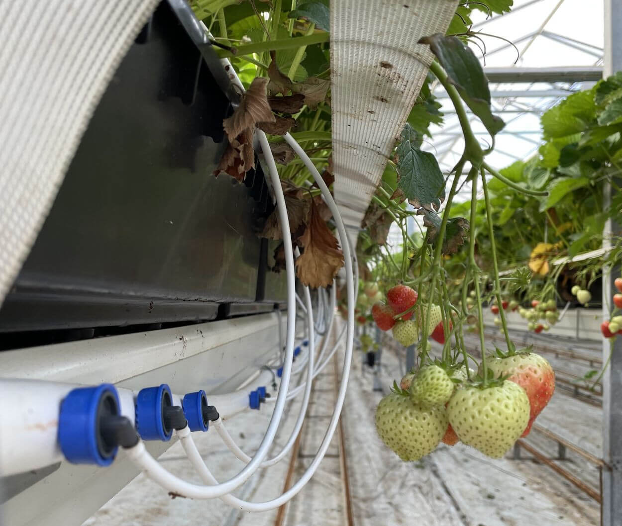 petubesmicrotubes.jpg petubesmicrotubes.jpg