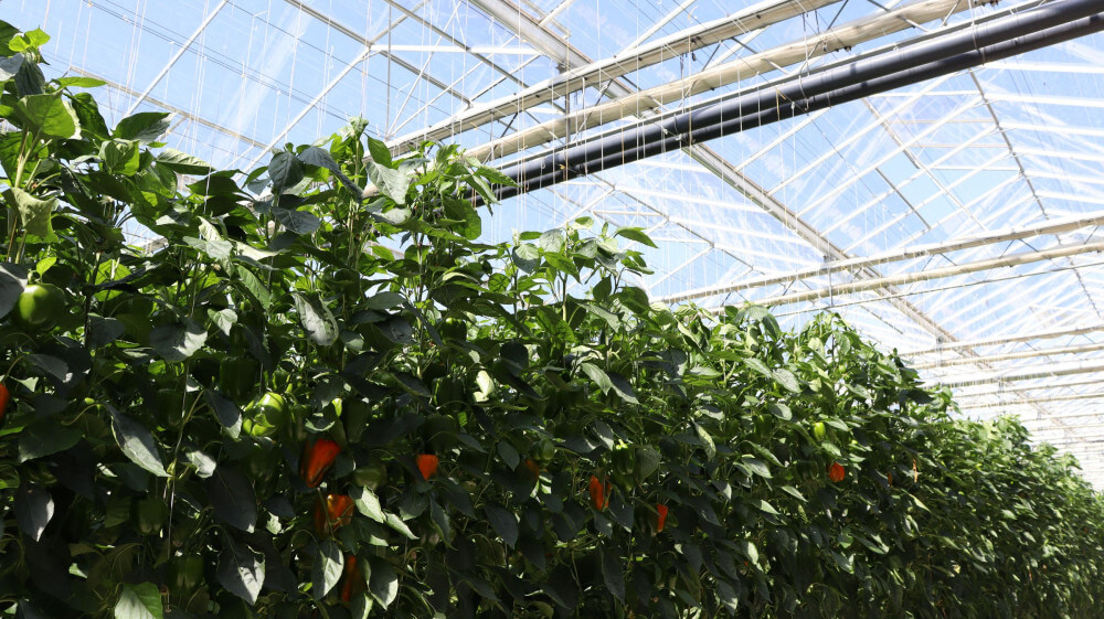 20260624 van der spek paprika (23)