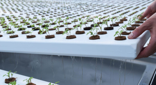 plugsinmeteortrays6.jpg plugsinmeteortrays6.jpg