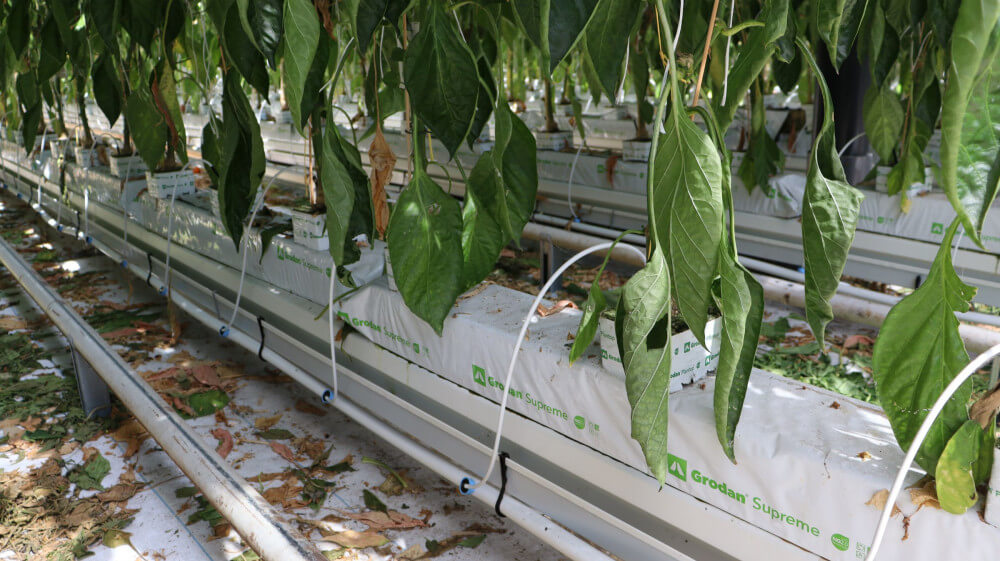 20260624 van der spek paprika (19)