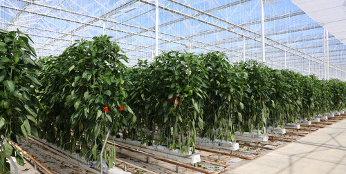 ls5a3314.jpg ls5a3314.jpg