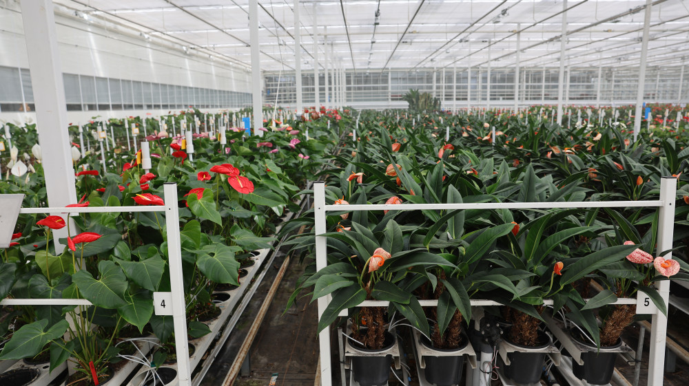 LS5A3429.JPG LS5A3429.JPG