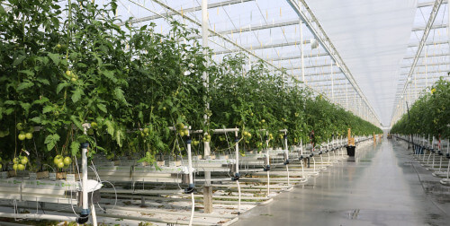headerprimatotomaten.jpg