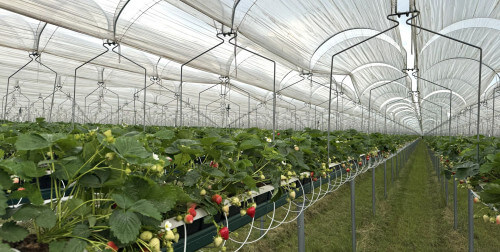 mini-tunnel.jpg mini-tunnel.jpg